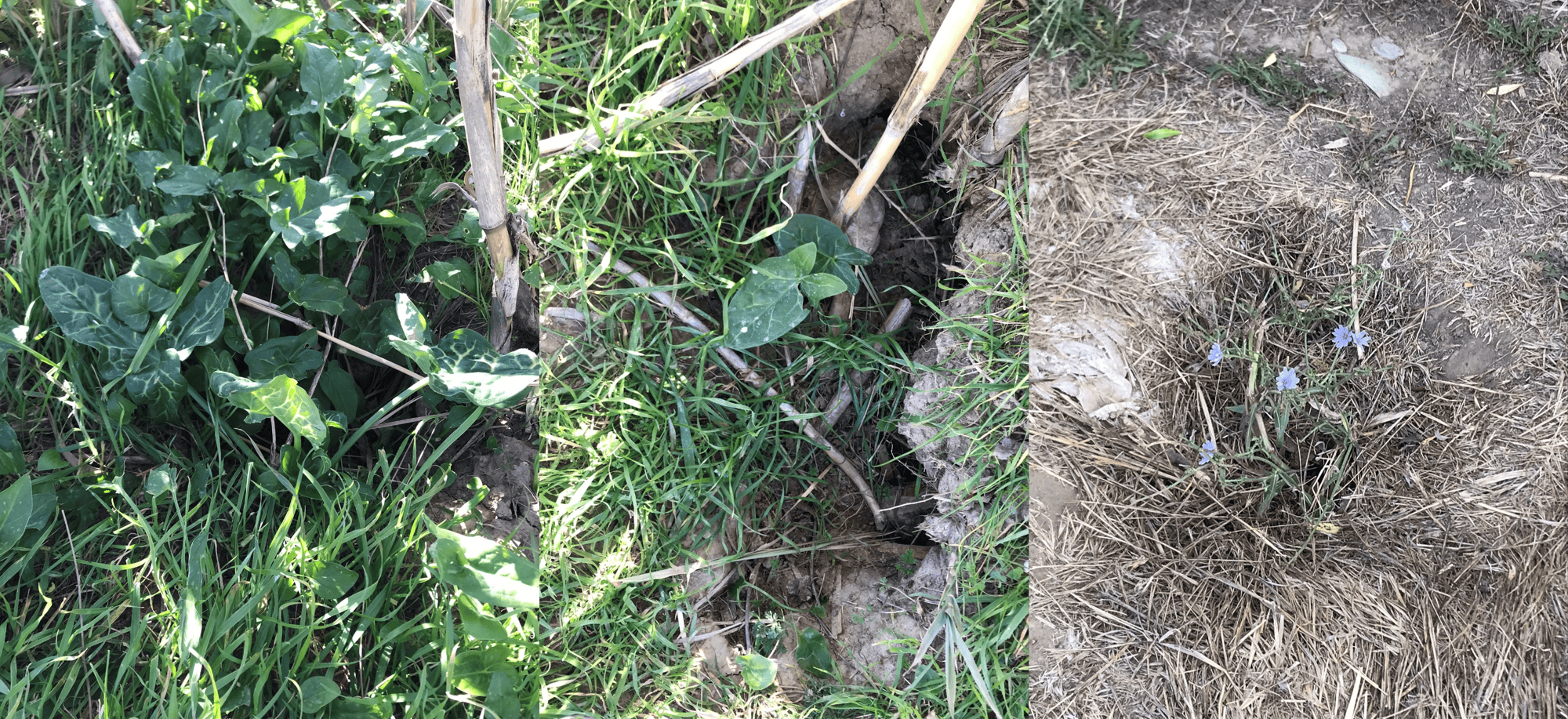 Growth of vegetation in abandoned latrines of badgers.png